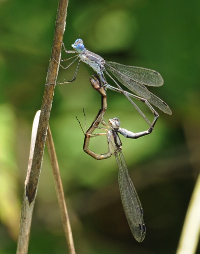 Pair in copula
2011_06_29_Floyd